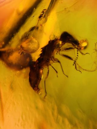 Unknown Bug On Plant Spore Burmite Myanmar Amber Insect Fossil Dinosaur Age