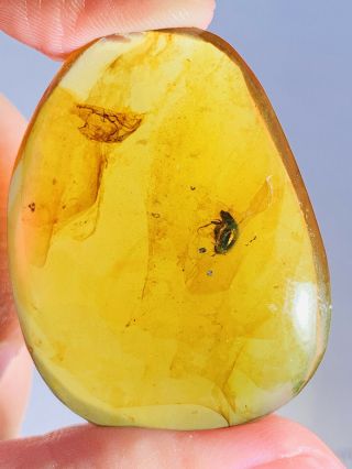 6.  86g Coleoptera Beetle Burmite Myanmar Burma Amber Insect Fossil Dinosaur Age