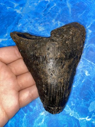 Megalodon Shark Tooth 4.  75” Huge Teeth Big Fossil Meg Scuba Diver Direct 2505