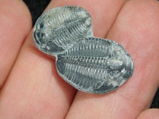 TWO Natural Entwined 500 Million Year Old Elrathia Trilobite Fossils Utah 7.  77 2
