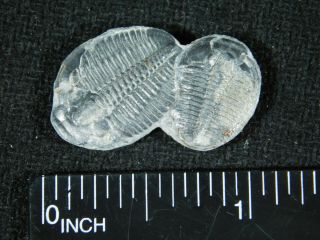 TWO Natural Entwined 500 Million Year Old Elrathia Trilobite Fossils Utah 7.  77 3