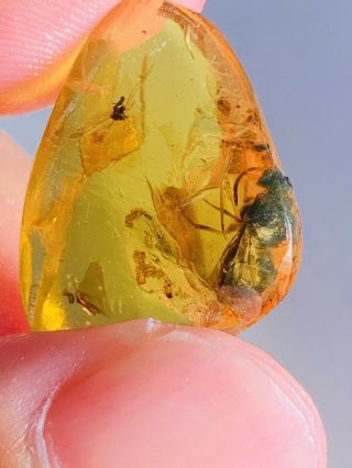1.  66g Wasp Bee&scorpion Fly Burmite Myanmar Amber Insect Fossil Dinosaur Age