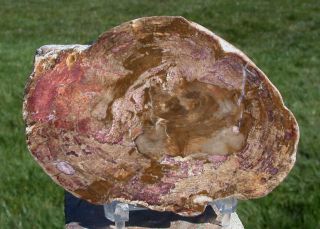 Sis: Incredible 4 ",  Australian Petrified Wood Round - Agatized