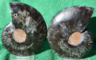 RARE 1n100 BLACK Ammonite LG PAIR Deep Crystals 110myo FOSSIL 117mm 4.  7 