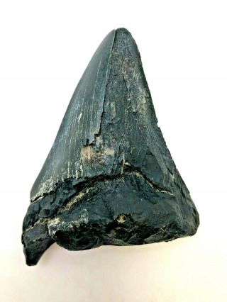 Ancient Megalodon Shark Tooth - 23/3.  6 Million Years Old - Mtc