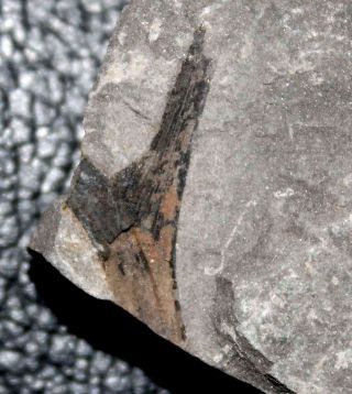 Rare Devonian Fossil Plant - Psilophyton
