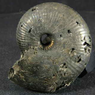 4.  7cm/1.  9in Pyritized Ammonite Funiferites Jurassic Callovian Russian Fossils