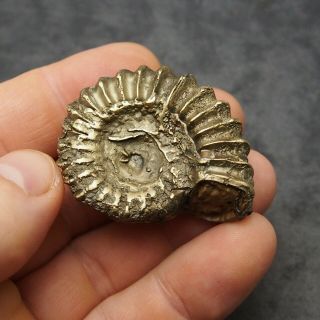 47mm Pleuroceras Ammonite Pyrite Germany Fossil Fossilien Mollusk Golden