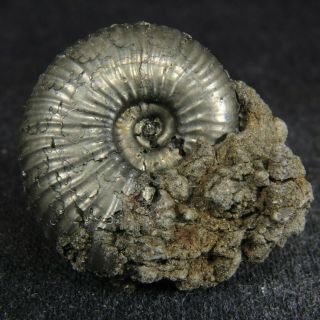 2.  5cm/1in Pyrite Ammonite Funiferites Patruus Jurassic Callovian Fossil Russia