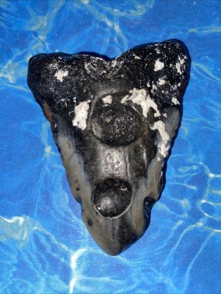 Huge 2.  90” Megalodon Shark Tooth Teeth Fossil Meg Scuba Diver Direct 1706