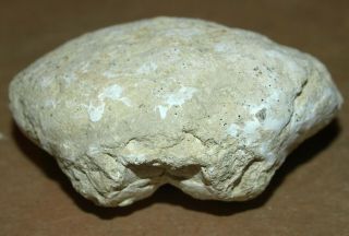 Xanthopsis ызю - Fossil Crab Of Paleogene (eocene) Age