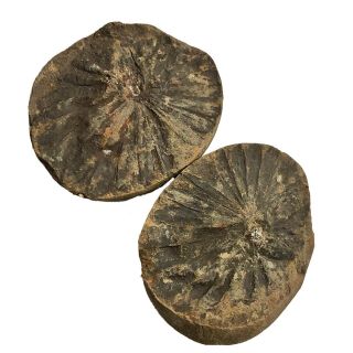 Ancient Fern Fossil Pair - Authentic Prehistoric Artifact - 300 Million Bc - C