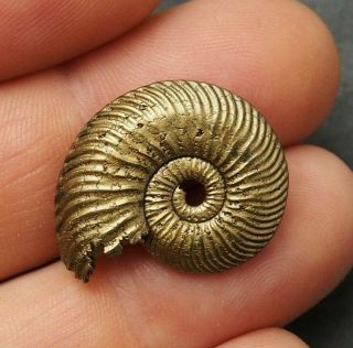 26mm Quenstedtoceras Pyrite Ammonite Fossils Fossilien Russia Pendant Golden
