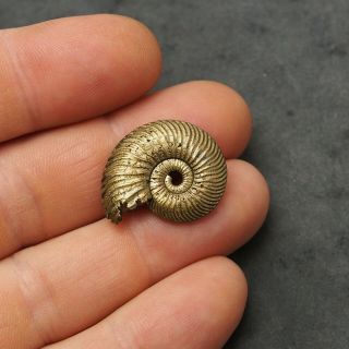 26mm Quenstedtoceras Pyrite Ammonite Fossils Fossilien Russia pendant Golden 2