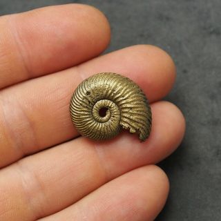 26mm Quenstedtoceras Pyrite Ammonite Fossils Fossilien Russia pendant Golden 3