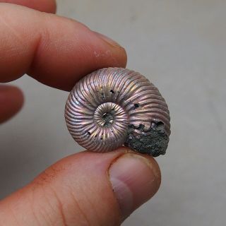 31mm Quenstedtoceras Pyrite Ammonite Fossils Fossilien Russia pendant nacre 3