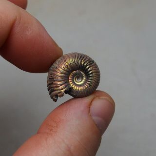23mm Eboraticeras Pyrite Ammonite Fossils Fossilien Russia pendant nacre 2