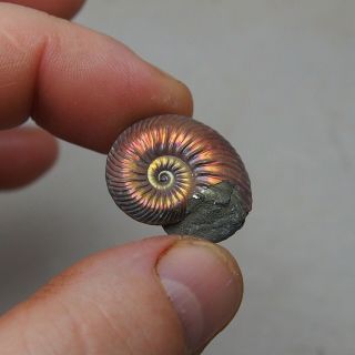 26mm Quenstedtoceras Pyrite Ammonite Fossils Fossilien Russia pendant nacre 3