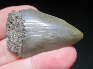 2 Inch Mako Shark Tooth Fossil Fish Teeth Hastalis Great White Ancestor