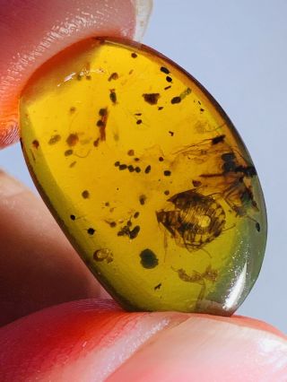 1.  32g Unique Roach Skin Burmite Myanmar Burmese Amber Insect Fossil Dinosaur Age