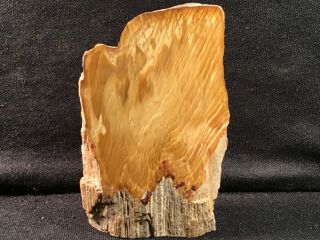 Rw Polished " Petrified Wood " Specimen Majestic Look