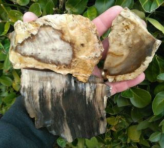 Three (3) Petrified Wood Thick Cut Slabs Black Agate Owyhee Mountains Or Id 2lb