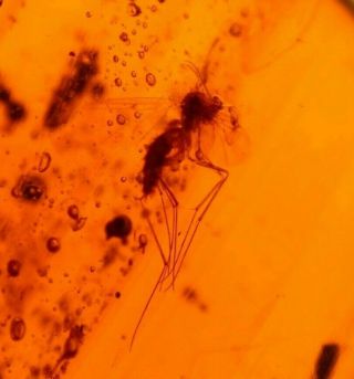 Mycetophilid Fly In Burmite Amber Fossil Gemstone Dinosaur Age