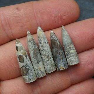 5x Belemnite Hibolithes Subfusiformis Fossils Fossiles Fossilien France