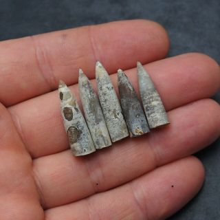 5x Belemnite Hibolithes subfusiformis fossils fossiles Fossilien France 2