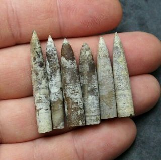 6x Belemnite Hibolithes Subfusiformis Fossils Fossiles Fossilien France