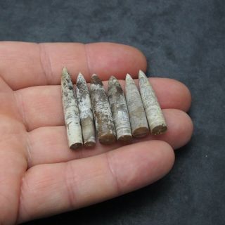 6x Belemnite Hibolithes subfusiformis fossils fossiles Fossilien France 2