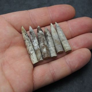 6x Belemnite Hibolithes subfusiformis fossils fossiles Fossilien France 3