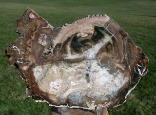 Sis: Oddly Preserved 7 " Madagascar Petrified Wood Round - Colorful Araucaria