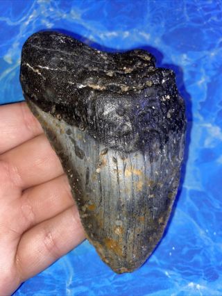 Megalodon Shark Tooth 4.  49” Huge Teeth Big Fossil Meg Scuba Diver Direct 2443