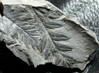 , Very Well Preserved Carboniferous Fossil Fern