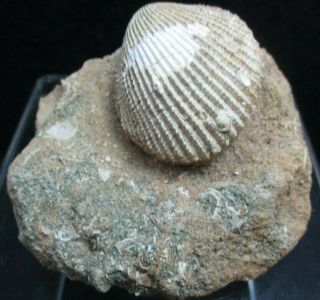 Fossil Mollusk Sea Shell Bivalve Grandaxinea Ornithoptera Oligocene Australia