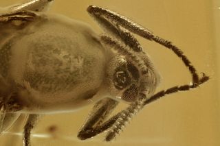 Dung Midge Scatopsidae Fossil Inclusion Baltic Amber 200820 - 64,  Img