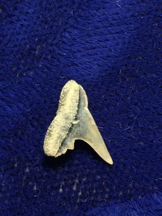 Physogaleus Secundus Fossil Eocene Shark Tooth Belgium 3