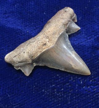Uncommon Cretalamna Maroccana Fossil Cretaceous Shark Tooth Bakkrit Morocco