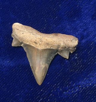 Uncommon Cretalamna Maroccana Fossil Cretaceous Shark Tooth Bakkrit Morocco 2