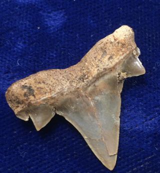 Uncommon Cretalamna Maroccana Fossil Cretaceous Shark Tooth Bakkrit Morocco 3