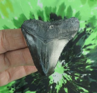Megalodon Sharks Tooth 2 3/16  Inch No Restorations Fossil Sharks Teeth Tooth