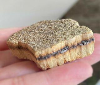 Petrified Wood Fossil From Luzerne County Pa Gift For Fossil Collector