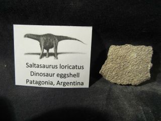 Dinosaur Bones Saltasaurus Loricatus Egg Shell,  Pataagonia,  Argentina