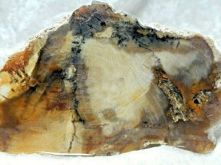 Petrified Wood With Agate 7 Dendrites 6.  9 Oz.  3 1/2 X 2 1/2 X 1 1/2 "