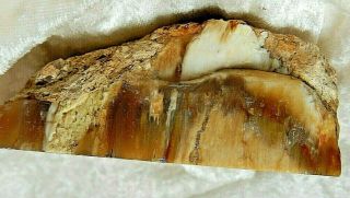 Petrified Wood with Agate 7 Dendrites 6.  9 Oz.  3 1/2 x 2 1/2 x 1 1/2 