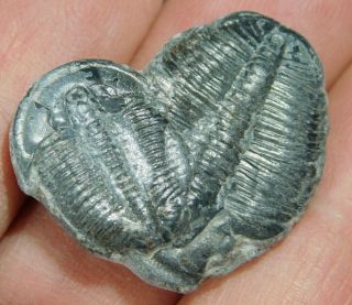 Two Natural Entwined 500 Million Year Old Elrathia Trilobite Fossils Utah 5.  54