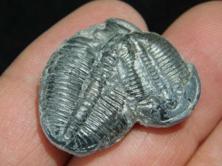 TWO Natural Entwined 500 Million Year Old Elrathia Trilobite Fossils Utah 5.  54 2