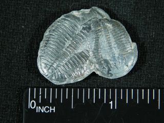 TWO Natural Entwined 500 Million Year Old Elrathia Trilobite Fossils Utah 5.  54 3