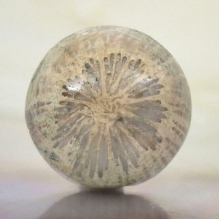 Natural Agatized Fossil Coral Round Cabochon With Flower Pattern Indonesia 2.  08g